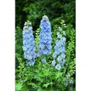 Дельфиниум Delphinium